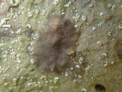 Acotylea