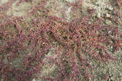 Suaeda corniculata