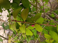 Euonymus alatus