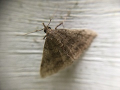 Phalaenostola eumelusalis