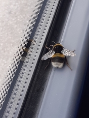 Bombus lucorum