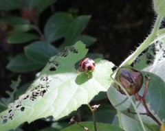 Diekeana admirabilis