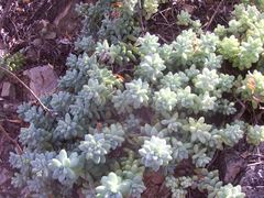 Sedum treleasei