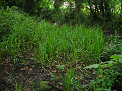 Carex riparia