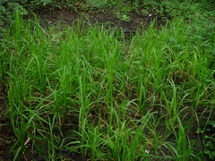 Carex riparia