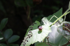 Diekeana admirabilis