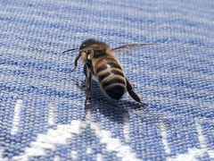 Apis mellifera