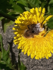 Bombus jonellus