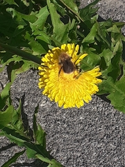 Bombus jonellus