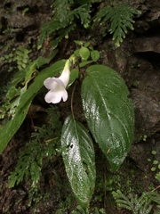 Henckelia anachoreta