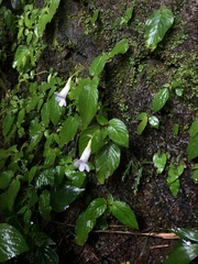 Henckelia anachoreta