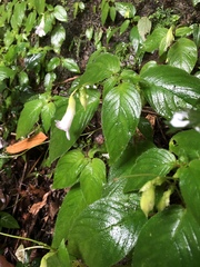 Henckelia anachoreta