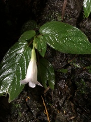 Henckelia anachoreta