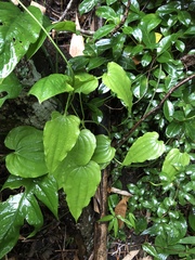 Stemona tuberosa