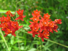 Asclepias lanceolata