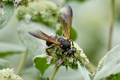 Tachytes guatemalensis