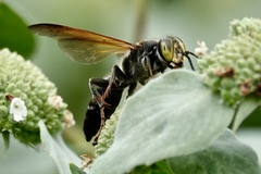 Tachytes guatemalensis