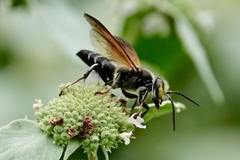 Tachytes guatemalensis