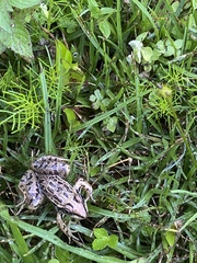 Lithobates neovolcanicus