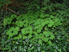 Geranium macrorrhizum