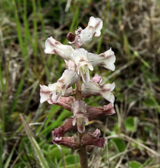 Lachenalia perryae