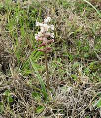 Lachenalia perryae