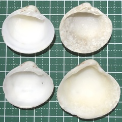 Lioconcha castrensis