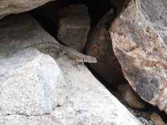 Sceloporus merriami