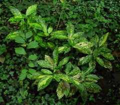Aucuba japonica