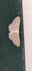 Idaea seriata