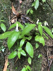 Henckelia anachoreta