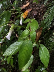 Henckelia anachoreta