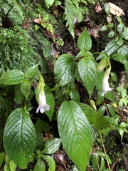 Henckelia anachoreta