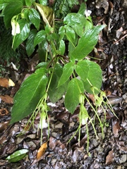 Henckelia anachoreta
