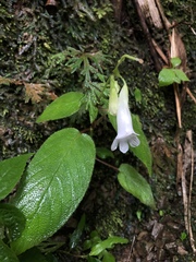 Henckelia anachoreta