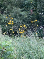 Silphium terebinthinaceum