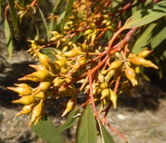 Eucalyptus socialis