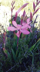 Watsonia coccinea