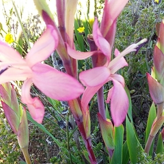 Watsonia coccinea