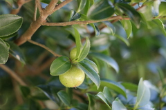Camellia sinensis