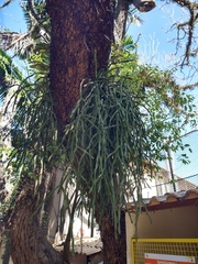 Rhipsalis paradoxa