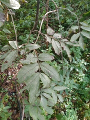 Sambucus sibirica