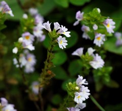 Euphrasia maximowiczii