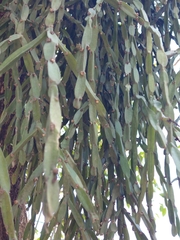 Rhipsalis paradoxa