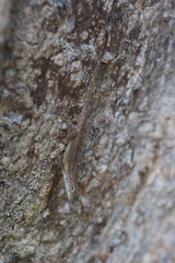 Anolis cristatellus cristatellus