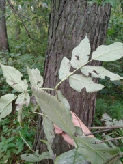 Sambucus sibirica
