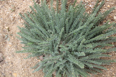 Oxytropis microphylla