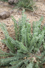 Oxytropis microphylla
