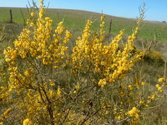 Acacia rigens