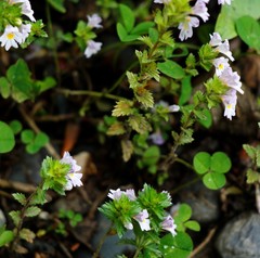Euphrasia maximowiczii